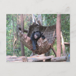Sleepy Bear Hammock Park Forest Trail Camping Art Postcard