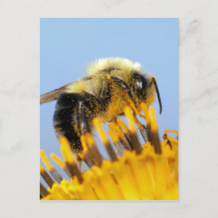 Sleepy Bee Postcard