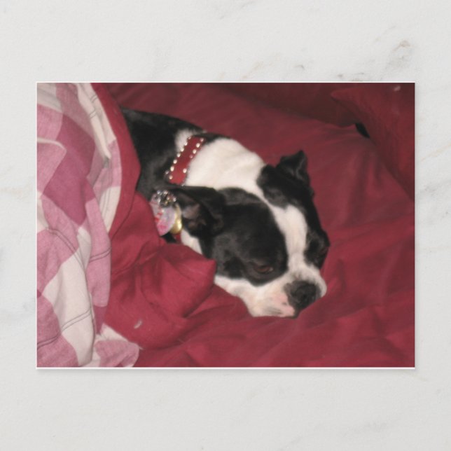 Sleepy Boston Postcard (Front)