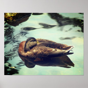 Sleepy Brown Mallard Duck Nature  Poster