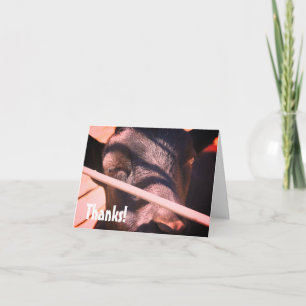 Sleepy Bull Farm Animal Nature Thank You Card