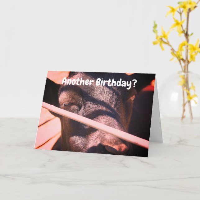 Sleepy Bull Humourous Animal Birthday  Card (Yellow Flower)