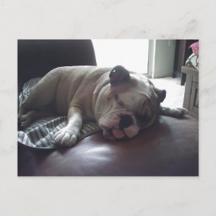 Sleepy bulldog postcard