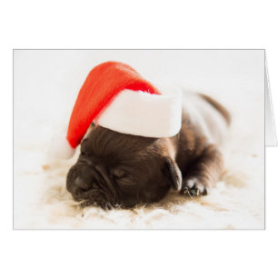Sleepy Bulldog Puppy Christmas Card
