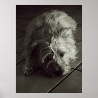 Sleepy cairn terrier poster