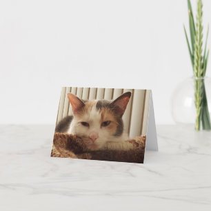 Sleepy Calico Cat Card