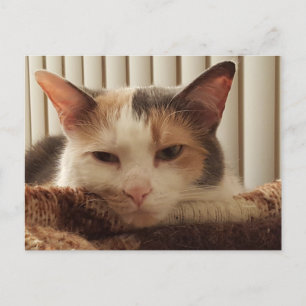 Sleepy Calico Cat Postcard