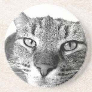 Sleepy Cat Coaster