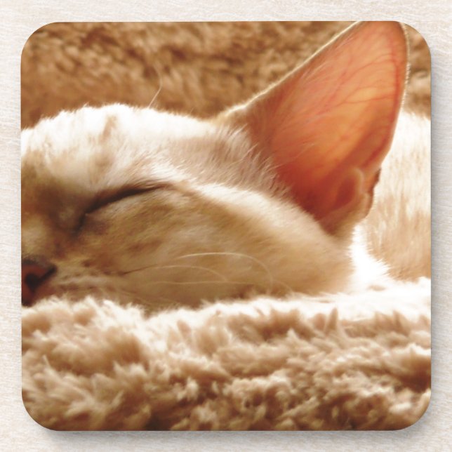 Sleepy Cat Coaster (Front)
