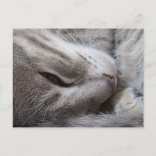 Sleepy Cat Postcard