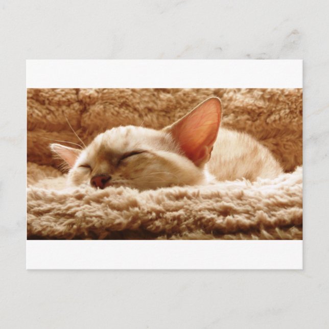 Sleepy Cat Postcard (Front)
