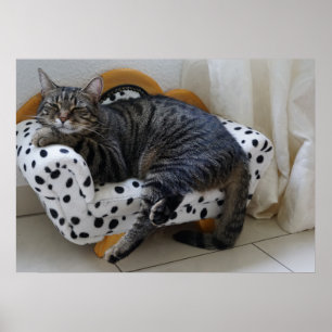 Sleepy cat poster