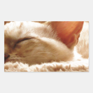 Sleepy Cat Rectangular Sticker