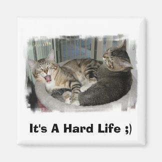 Sleepy Cats Magnet