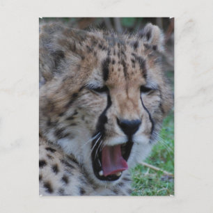 Sleepy Cheetah Cub Postcard