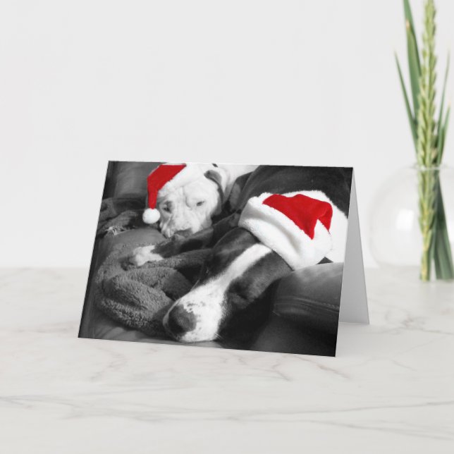 sleepy christmas pitbull puppies adorable santa holiday card (Front)