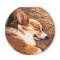 Sleepy Corgi