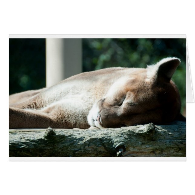 Sleepy Cougar, You're Adorable (Front Horizontal)