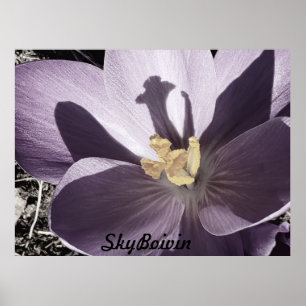sleepy Crocus Poster