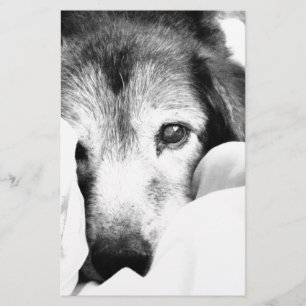 sleepy cuddle dog on bed black white stationery