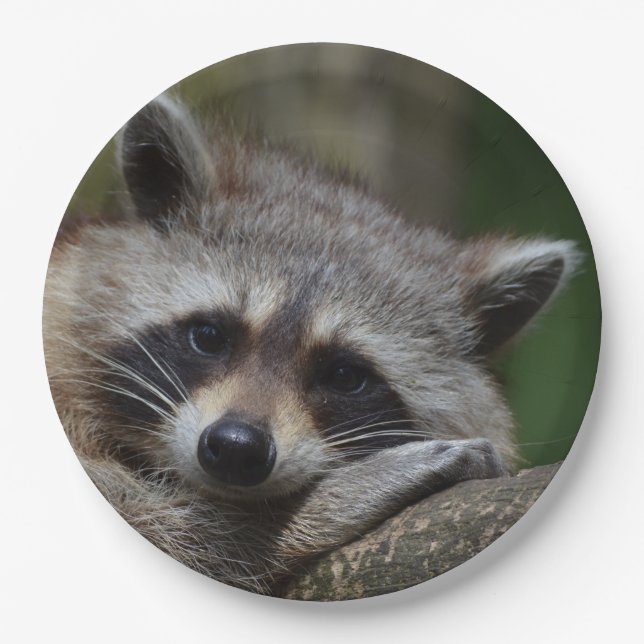 Sleepy Cute Raccoon Paper Plate (Front)