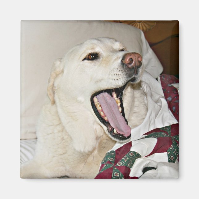 Sleepy dog magnet (Front)