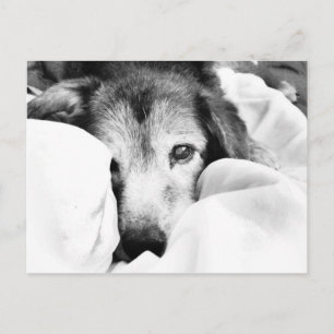sleepy dog on bed cuddle black white postcard