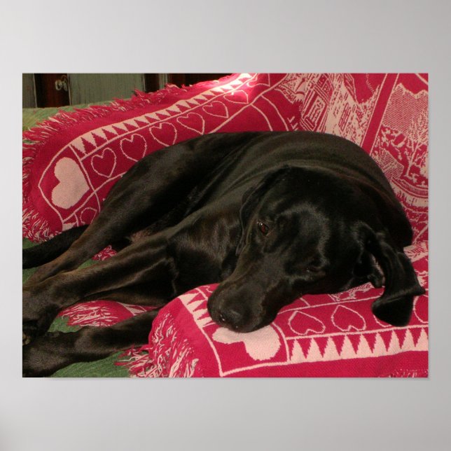 Sleepy Dog Poster (Front)