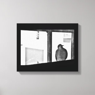 Sleepy Dove Canvas Print