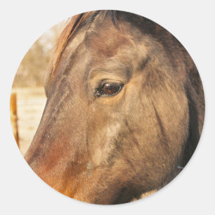 Sleepy Draught Horse Stickers