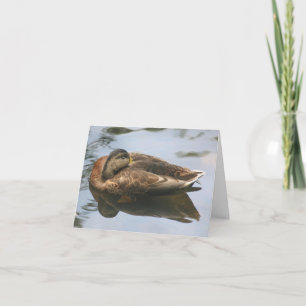 Sleepy Duck Nature Photography Note Card