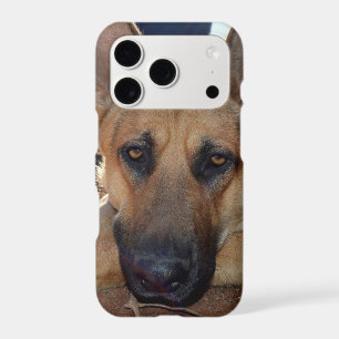 Sleepy Entilment: Young Alsatian Shepherd Dog,