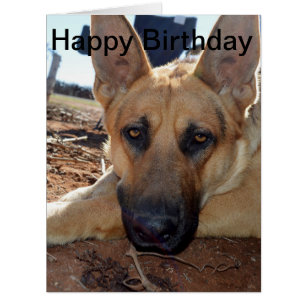 Sleepy Eyes: Young Alsatian, Birthday Card
