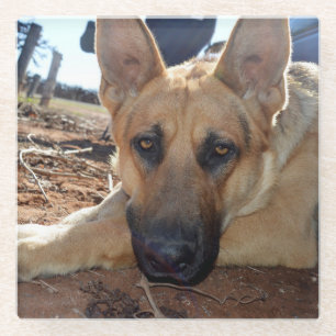 Sleepy Eyes Young Alsatian, Paper cup Glass Coaster
