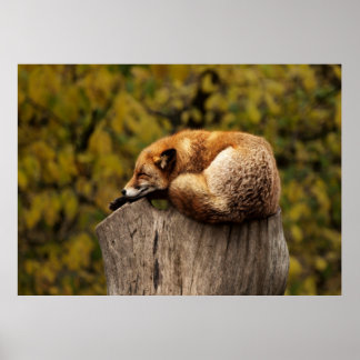 Sleepy fox poster