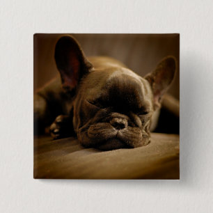 Sleepy French Bulldog 15 Cm Square Badge