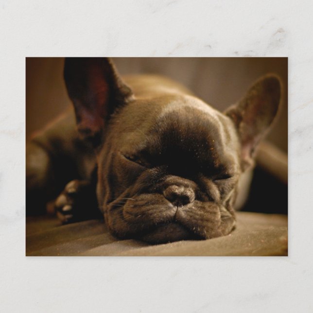 Sleepy French Bulldog Postcard (Front)