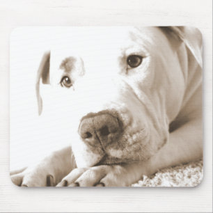 sleepy friendly white pitbull hate deed not breed mouse pad