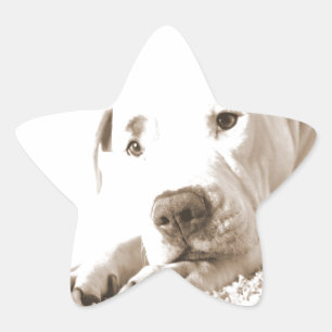 sleepy friendly white pitbull hate deed not breed star sticker
