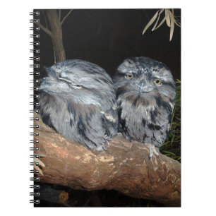 Sleepy Frogmouth Owls, Notebook