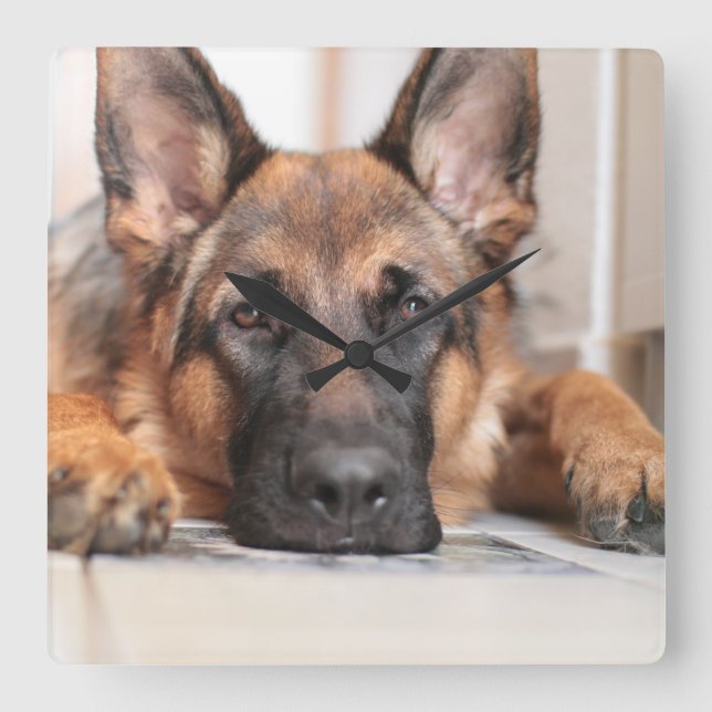 Sleepy German Shepherd Your Own Dog Photo  Square Wall Clock (Front)