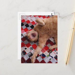 Sleepy Ginger Kitty with a big Yawn Postcard
