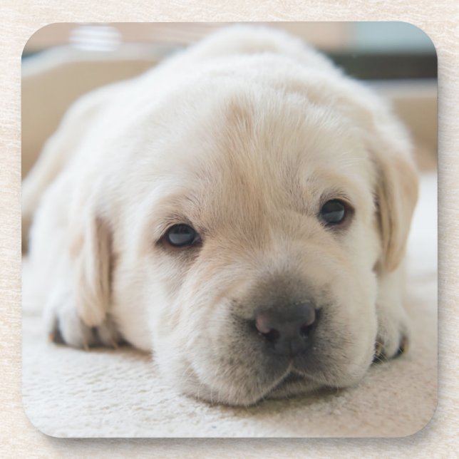 Sleepy Golden Labrador Puppy Coaster (Front)