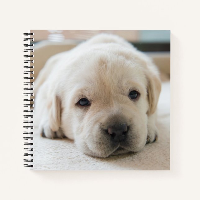 Sleepy Golden Labrador Puppy Notebook (Front)