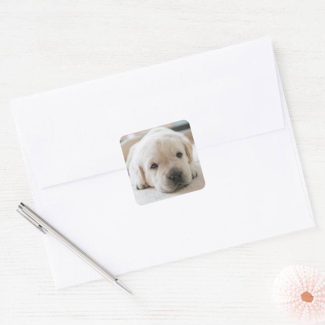 Sleepy Golden Labrador Puppy Square Sticker (Envelope)