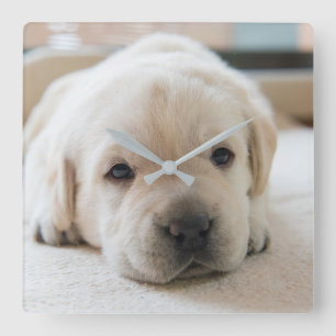 Sleepy Golden Labrador Puppy Square Wall Clock