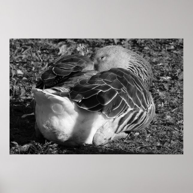 Sleepy Graylag Goose (Black and White) Poster (Front)