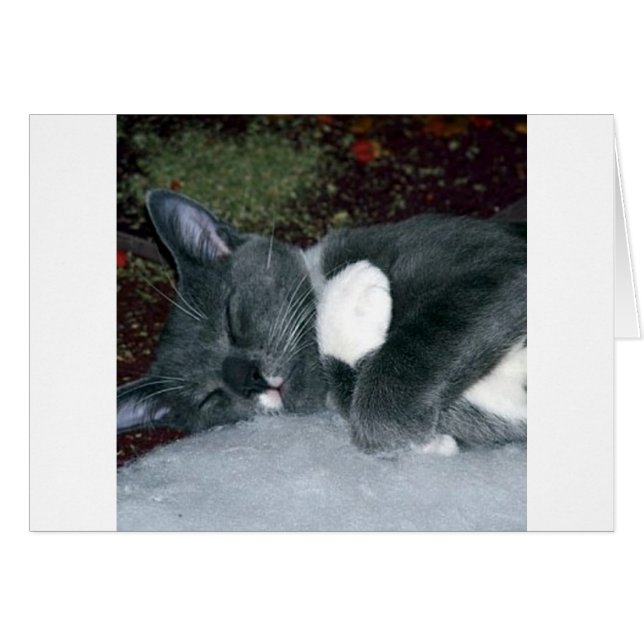 Sleepy Gus (Front Horizontal)