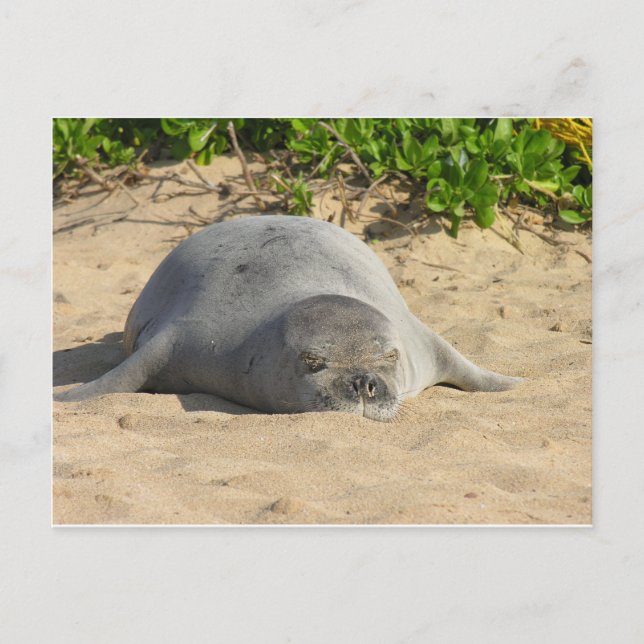Sleepy Hawaiian Monk Seal Postcard (Front)