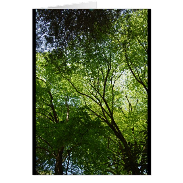 Sleepy Hollow trees (Front)